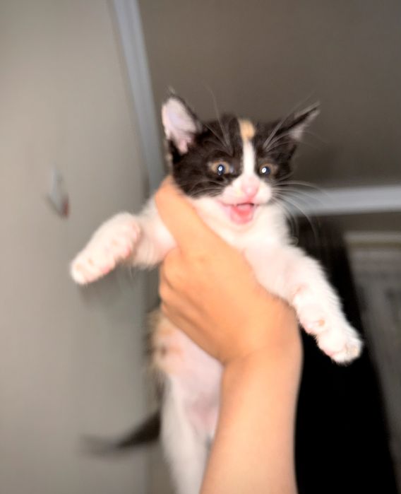 Будет отдан  в хорошие руки