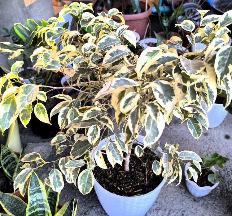 Хилма хил гуллар бор