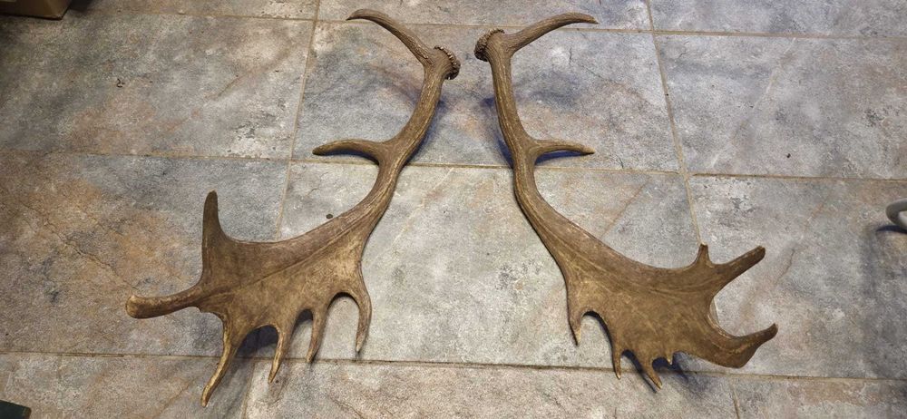 Vand trofee+coarne carpatin,lopatar,caprior,capra neagra,berbec 8 poze