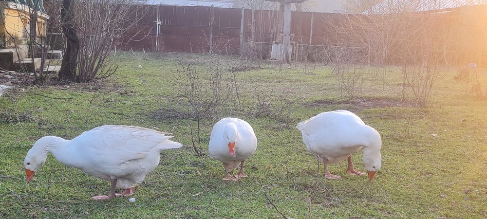 Gâște de curte 9 luni, 4 gâște și un gâscan, produc ouă.