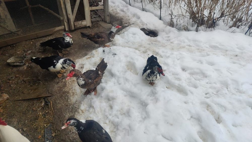 Продам селезней индоутки