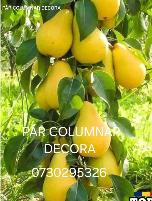 Vând Pomii Fructiferi Altoiți Clasici și Columnari anul 3 de vegetație