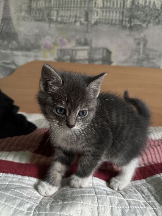 Дарю Котят бесплатно