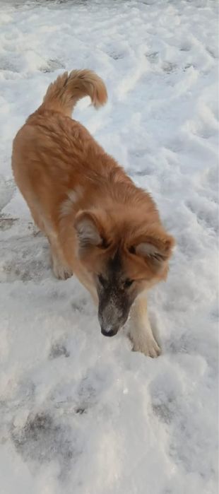 Ищем дом крупной собаке