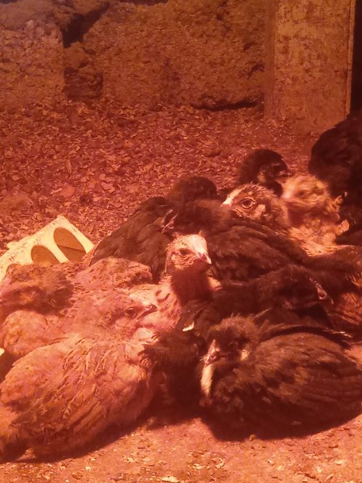 Цыплята кучин.австролоп