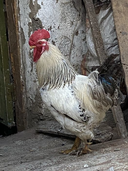 Продам петухов и кур