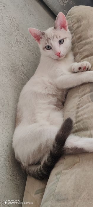 Пристраивается кастрированный  кот 7 месяцев