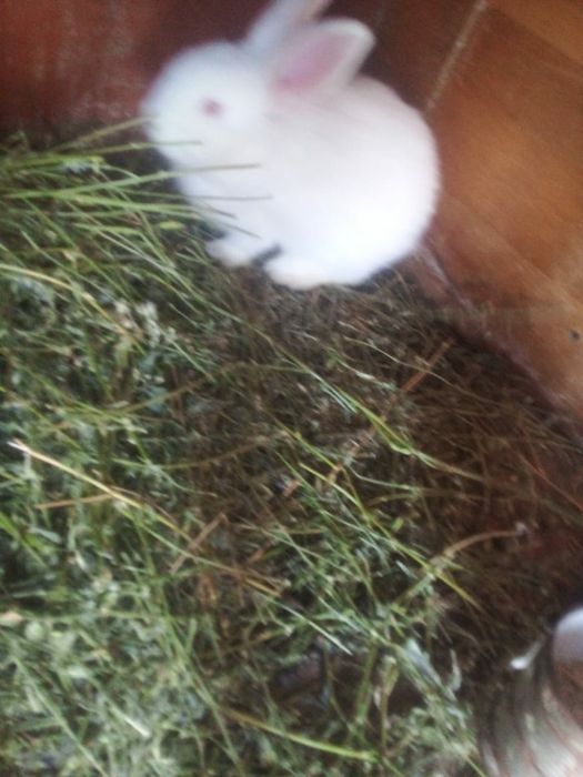 Кральчата нзб парода