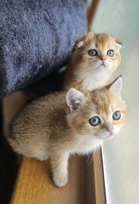 Късокосмести котенца