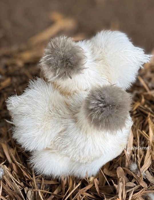 Продажа американский шолк куры