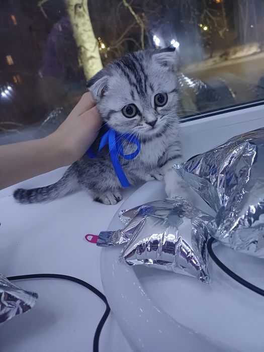 Котята скоттиш фолд