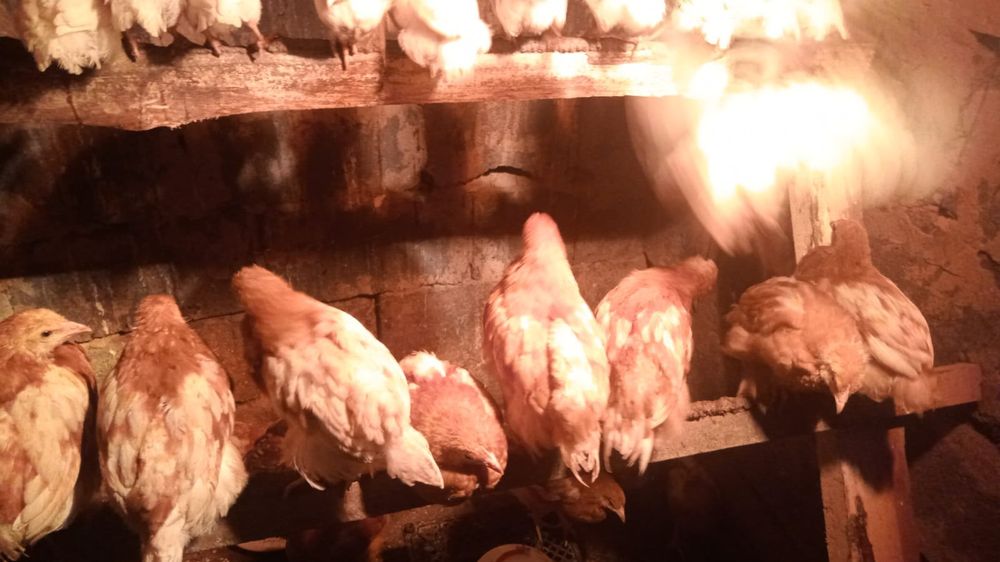 Продам цыплят курицы