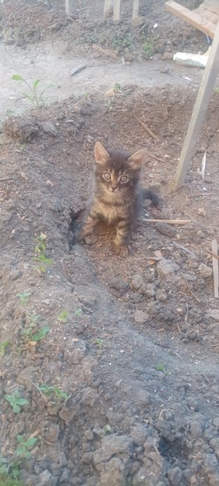 Отдам котят в добрые руки