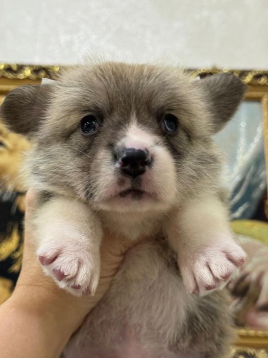 Очаровательные щеночки  вельш корги