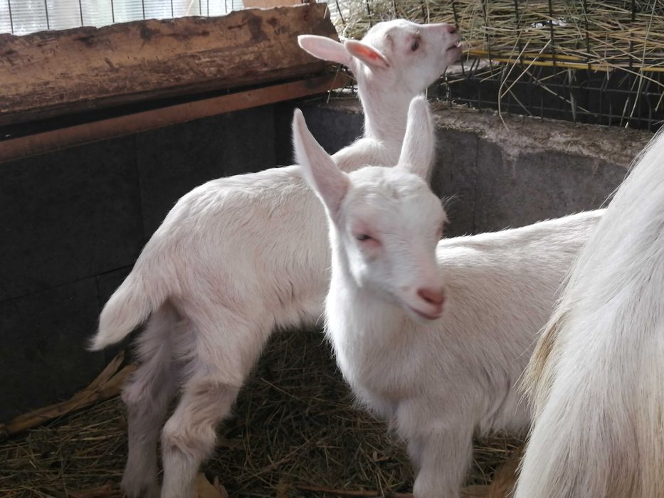 Iezi de vănzare la Diosig