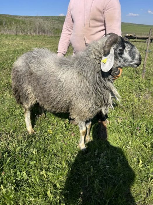 Berbeci karakul și carabaș
