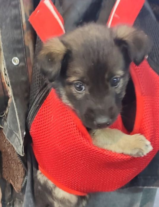 Щенок Мальчик в хорошие руки