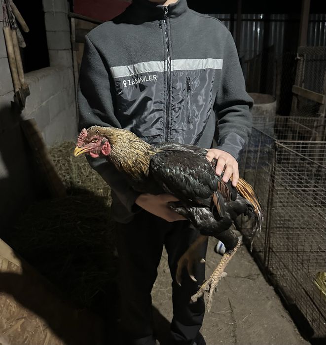 Срочна сатылады.Дакан кораздар