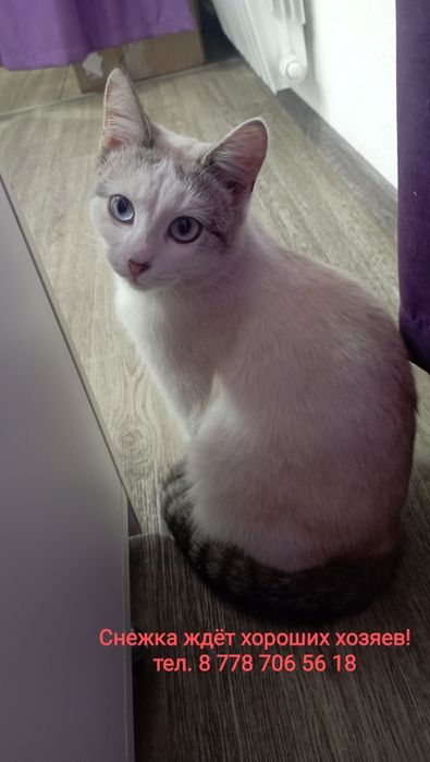 Хозяин, отзовись!