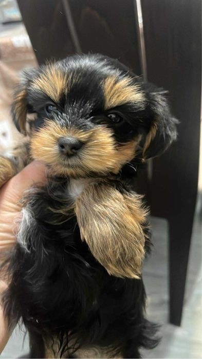 Йоркширски териер гр.Варна