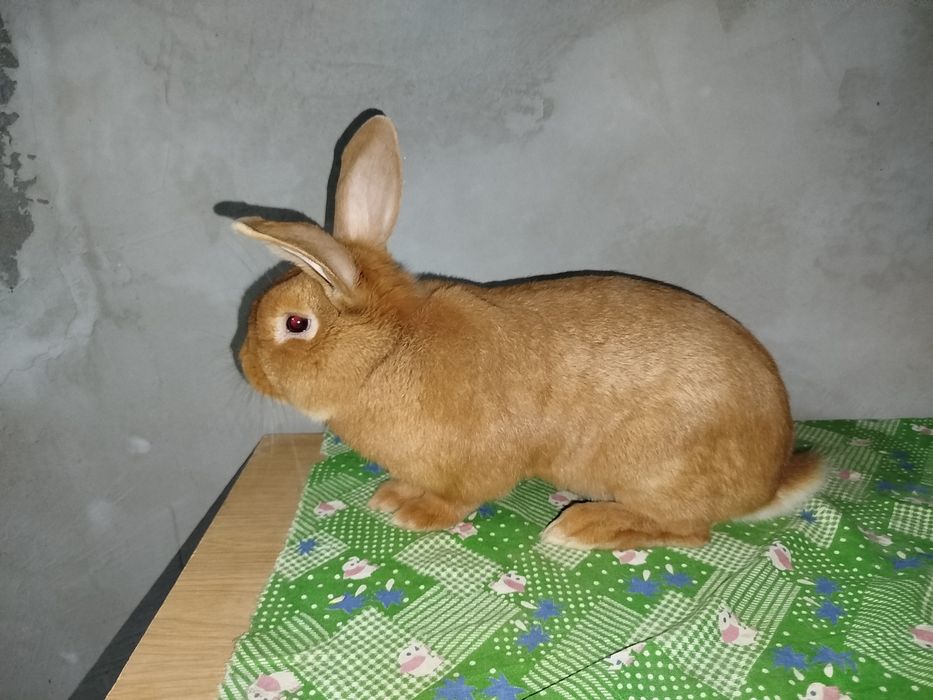 Бургундский кролик Бургунд