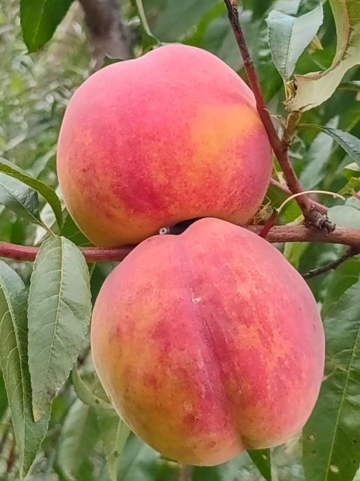 Pomi Fructiferi Altoiți anul 3 la Pepiniera Cătăplant