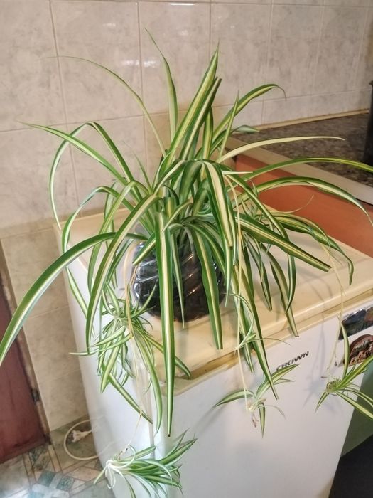 Лечебни Алое Вера и Дървовидно алое, Хлорофитум, Олиандър-лян