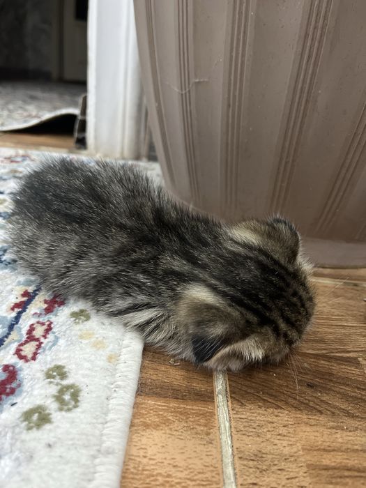 вислоухий котенок