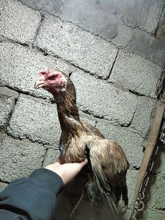 Дакар тауык кораз