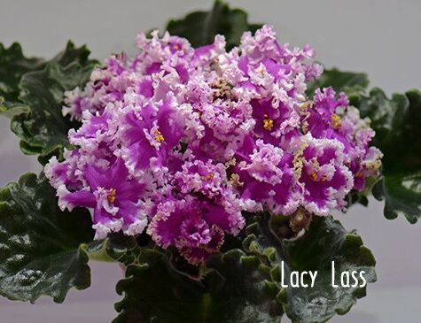 Продам срочно детки сортовых фиалочек !!!