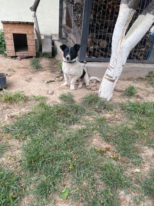 Звонок щенок 4 мес