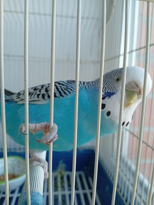 Попугай с клеткой в подарок