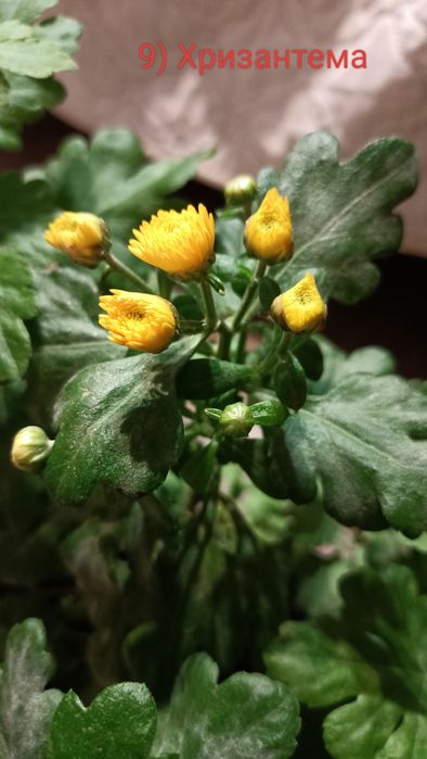 Продам комнатные цветы