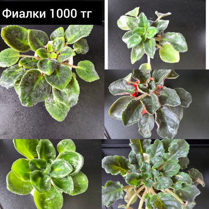 Комнатные растения цветы