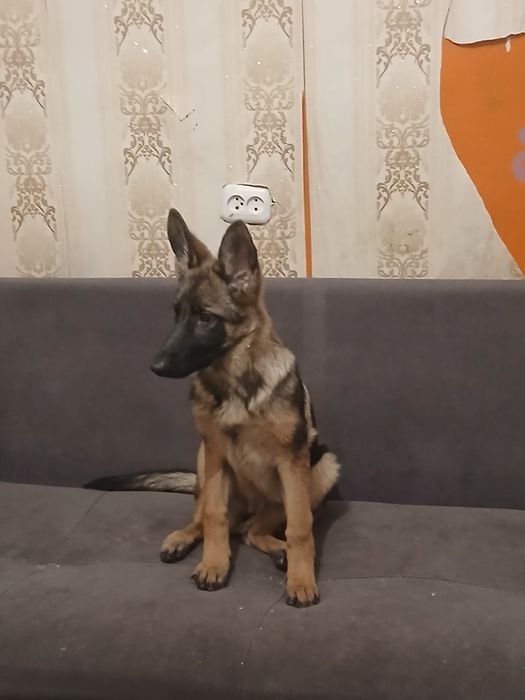 Немецкая овчарка