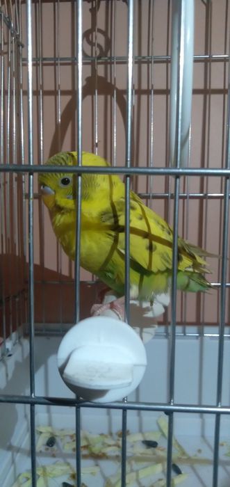 Папугай Валнистый