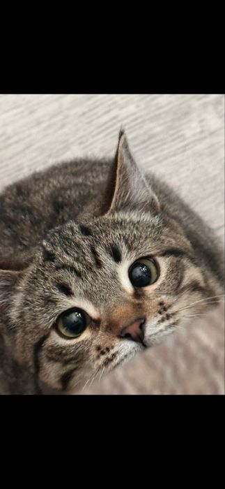 Кот, отдам в хорошие руки