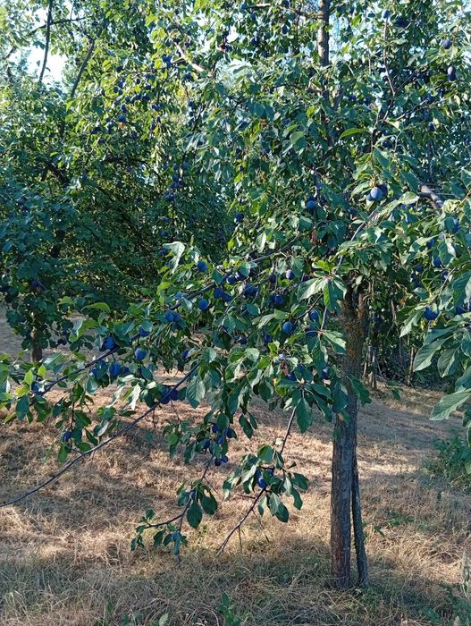 Prune pentru țuică