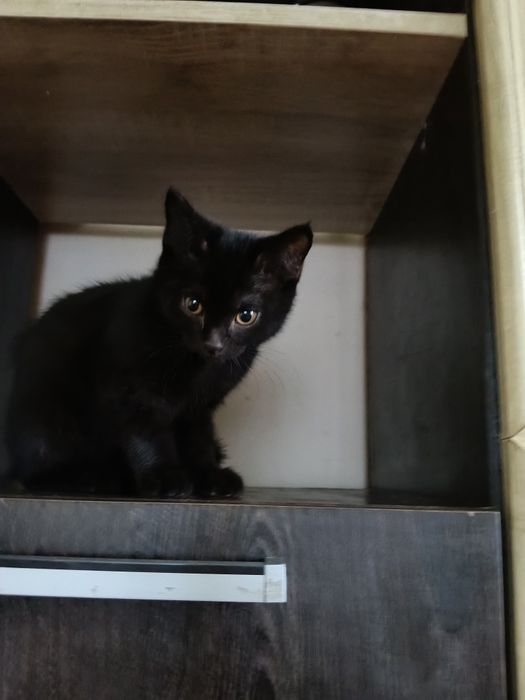 Котёнок девочка 2,5 месяца.