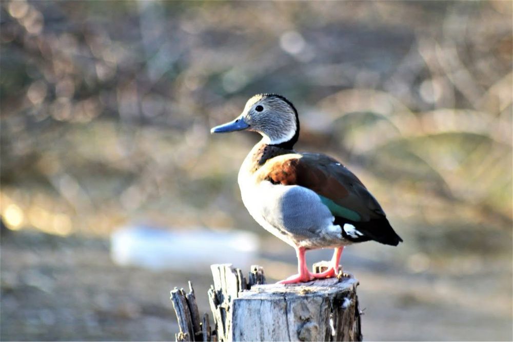 Vând rățuște exotice