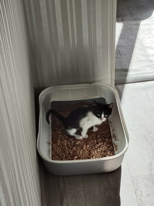 Котёнок черно - белый