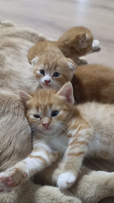 Породистые котята