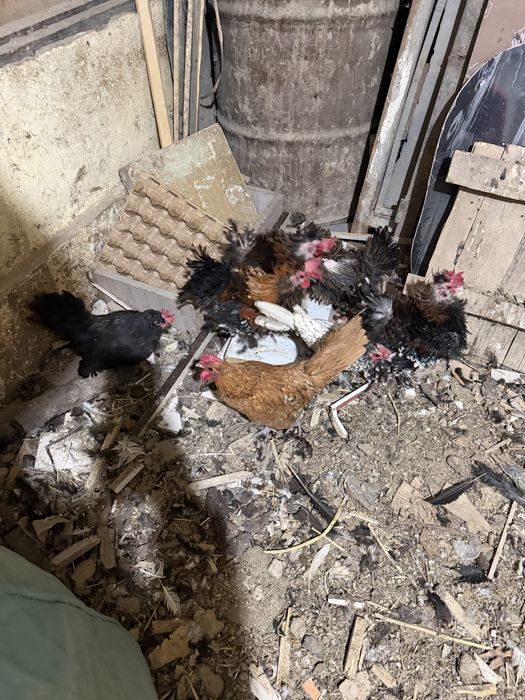 Сибраит и кудрявий