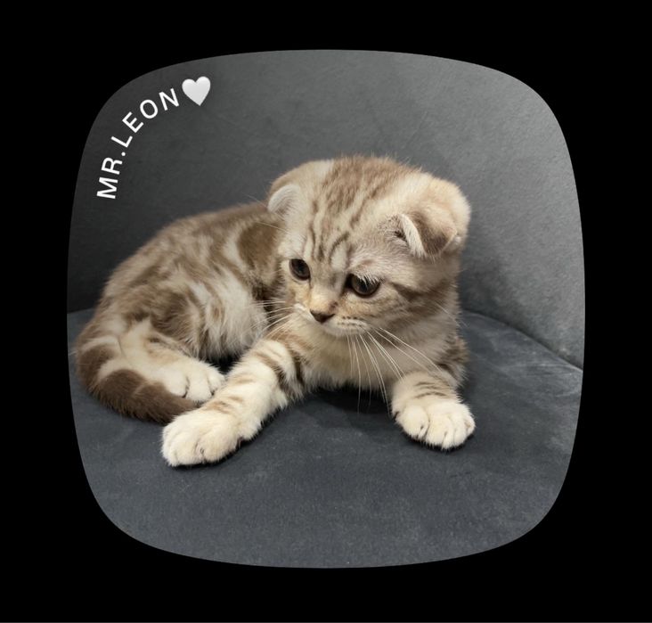 Шотландский вислоухий котёнок