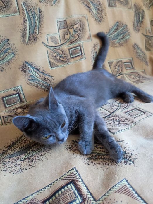 Кошечка молодая породистая