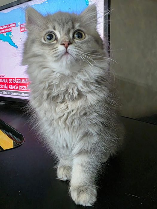 Fetita British longhair