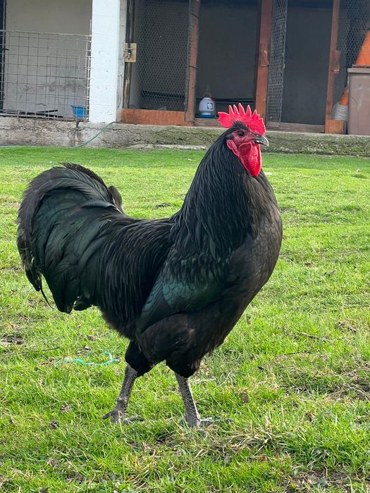 Vând ouă pentru incubat rasa Australorp