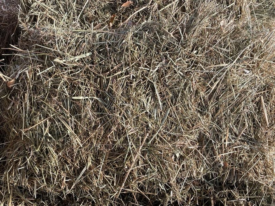 Шөп сено сабан сено сено