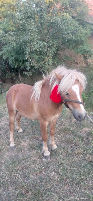 Vand poneu armăsar