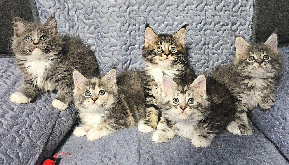 Maine Coon linie uriasi felisa pedigree